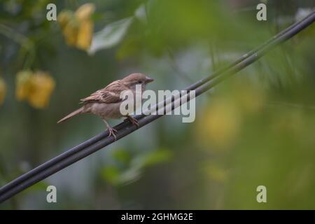 Maison d'arrosage (Passer domesticus) perchée sur le fil électrique Banque D'Images