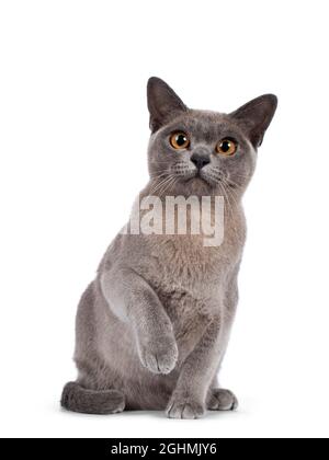 Chaton de chat birman bleu, assis face à l'avant avec une patte jouée dans l'air. En regardant vers l'appareil photo. Isolé sur un fond blanc. Banque D'Images