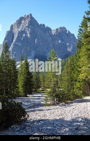 Les épinettes (Picea abies) sur le cri. Montagne Mattina. Val Campo di Dentro / Vallée de l'Innerfeldtal. Alpes italiennes. Europe. Banque D'Images