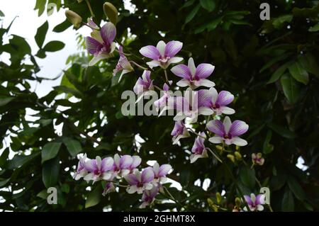 Deux branches d'orchidées de Moth violet et blanc Banque D'Images