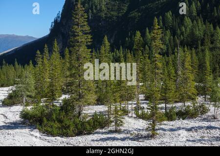 Les épinettes (Picea abies) sur le cri. Val Campo di Dentro / Vallée de l'Innerfeldtal. Alpes italiennes. Europe. Banque D'Images