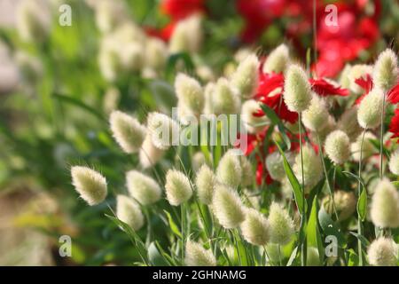 L’herbe de queue de lièvre/l’herbe de queue de lapin (Lagurus ovatus) l’herbe ornementale par temps chaud Banque D'Images