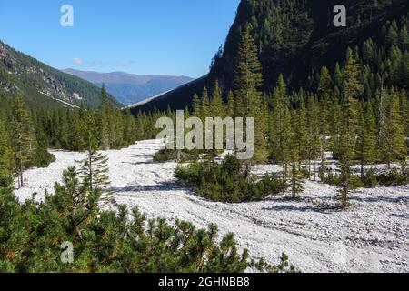 Les épinettes (Picea abies) sur le cri. Val Campo di Dentro / Vallée de l'Innerfeldtal. Alpes italiennes. Europe. Banque D'Images