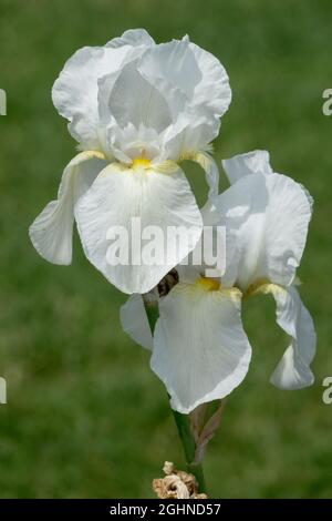 Fleur d'iris blanche, grand iris barbu 'Lady Boscawen' Grande fleur d'iris barbu dans le jardin, beauté blanc fleur d'iris fond vert Banque D'Images