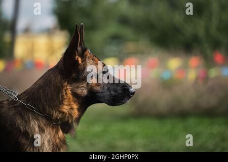 Beau chien adulte charmant, museau sur fond vert flou. Portrait d'un Berger allemand noir et rouge en gros plan. Le vrai chien berger est un profi Banque D'Images