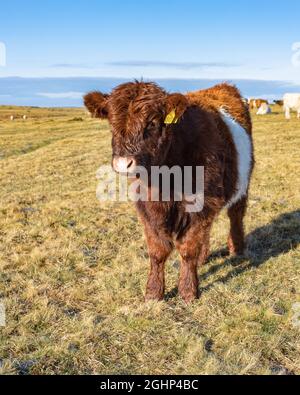 Bovins de la lande sur la lande de Bodmin Banque D'Images