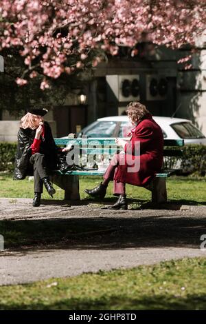 Deux vieilles dames assises dans un parc où l'on mange de la glace sous un arbre japonais rose Banque D'Images