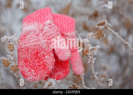 Moufles rouges dans la forêt d'hiver.Plantes congelées .Mise au point sélective. Banque D'Images