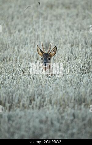 Buck de cerf de Virginie (Capranolus capranolus) fixé dans le champ de blé, Basse-Autriche, Autriche Banque D'Images