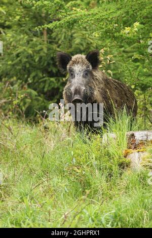 Sanglier (sus scrofa), sanglier, safe, Allgaeu, Bavière, Allemagne Banque D'Images