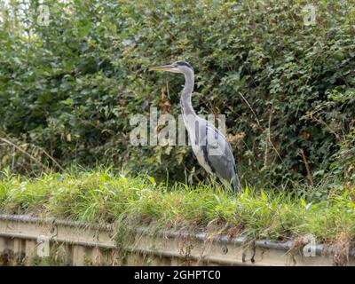 Un héron gris, Ardea cinerea, perché sur une rive de canal à Cosgrove Northamptonshire. Banque D'Images