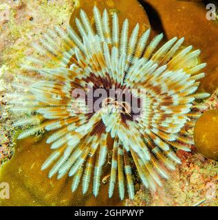 Vers Indo-Pacific Indian Feather Duster (Sabellastarte spectabilis), Océan Pacifique, Yap, États fédérés de Micronésie Banque D'Images