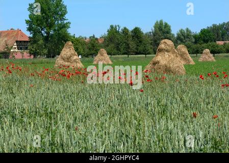 Fleurs de pavot (Papaver rhoeas) dans un champ de maïs vert, Bavière, Allemagne Banque D'Images