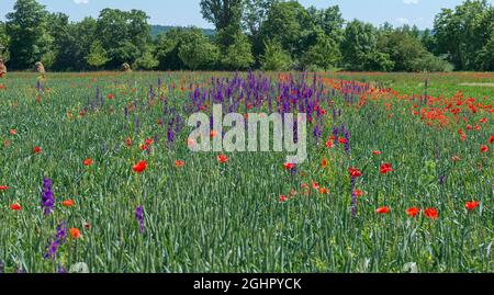 Coquelicot et columbine dans un champ de maïs vert, Franconian Open Air Museum, Bad Windsheim, moyenne-Franconie, Bavière, Allemagne Banque D'Images