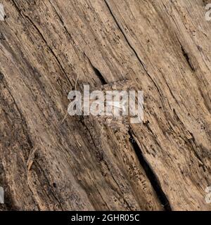 La partie supérieure de la Luperina testacea, la Moth rustique à rebondir, au repos sur un fond naturel. Banque D'Images