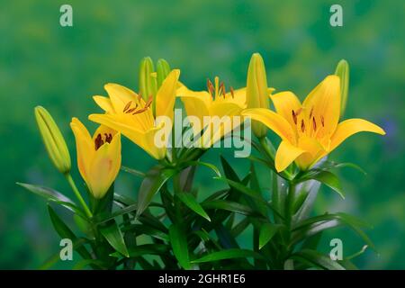 Nénuphars orientaux (Lilium orientalis), fleur, floraison, Ellerstadt, Allemagne Banque D'Images