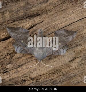 La partie supérieure de Laothoe populi, le Poplar Hawk-Moth, au repos sur un fond naturel. Banque D'Images