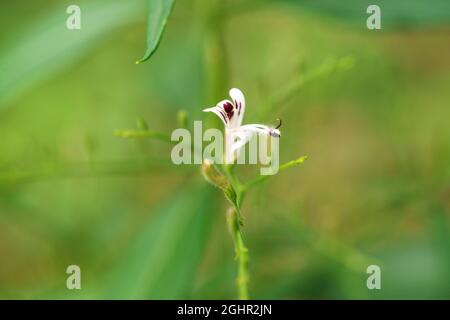 Andrographis paniculata (Burm. F) Nees, généralement connu sous le nom de roi des amers, cette plante a été largement utilisée pour traiter le mal de gorge, la grippe, et la respira Banque D'Images