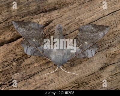 La partie supérieure de Laothoe populi, le Poplar Hawk-Moth, au repos sur un fond naturel. Banque D'Images