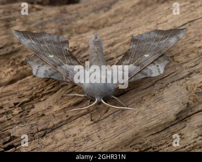 La partie supérieure de Laothoe populi, le Poplar Hawk-Moth, au repos sur un fond naturel. Banque D'Images