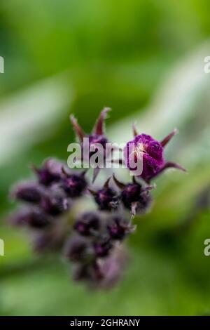 Symphytum officinale fleur dans le champ, gros plan Banque D'Images