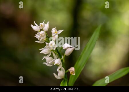 Cephalanthera longifolia fleur dans le champ Banque D'Images