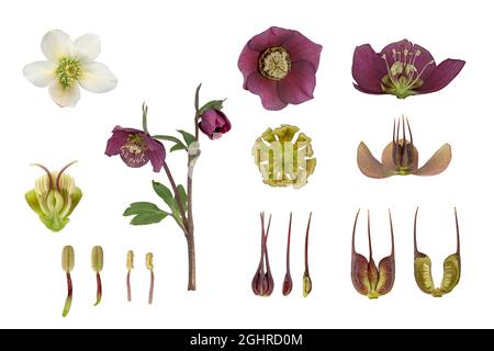 Hellebore oriental (Helleborus orientalis) hybride Barnhaven (Helleborus x hybridus), plante, fleur, feuille de pollen, pistil, feuille de nectar Banque D'Images