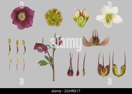 Hellebore oriental (Helleborus orientalis) hybride Barnhaven (Helleborus x hybridus), plante, fleur, feuille de pollen, pistil, feuille de nectar Banque D'Images