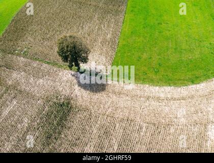 Image de drone, paysage agricole, ombre à couler d'arbre à feuilles caduques sur un champ près de Waldzell dans l'Innviertel, haute-Autriche, Autriche Banque D'Images