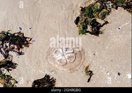Méduses sur la plage de l'île de Baltrum, Frise orientale, Basse-Saxe, Mer du Nord, Allemagne Banque D'Images