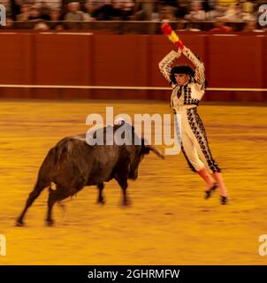 Banderillero avec taureau, mettant les banderillas, les crapits décorés de rubans colorés, banderilléros de la cuadrilla, deuxième partie de la corrida Banque D'Images