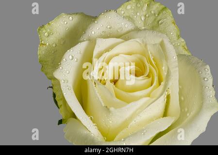 Gros plan de la rose blanche avec de la rosée. Gros plan de rose blanche avec gouttes de pluie sur les pétales Banque D'Images