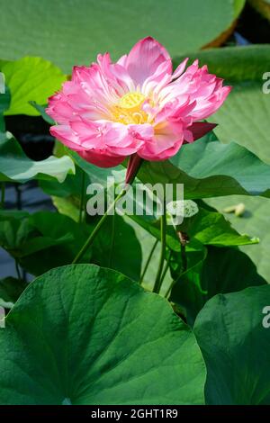 Nelumbo 'momo Bolan' Momo Bolan Lotus. lotus nain aux fleurs doubles rouge rosé profond Banque D'Images