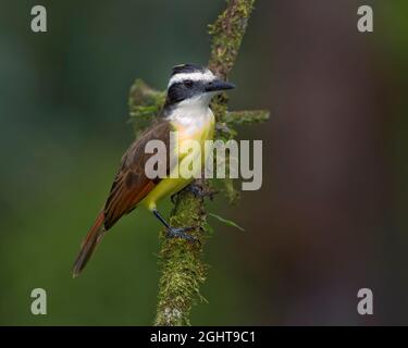 Grand Kiskadee (Pitangus sulfuratus) perché sur une branche, le Costa Rica Banque D'Images