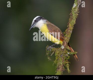 Grand Kiskadee (Pitangus sulfuratus) perché sur une branche, le Costa Rica Banque D'Images