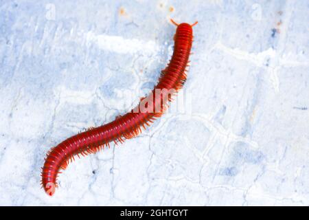 un millipede rouge qui marche sur le sol en béton. Banque D'Images