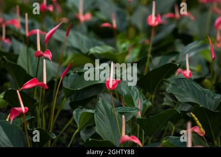 Fleurs d'anthurium ou de flamants roses qui poussent dans une serre de pépinière. Maison ornementale tropicale. Gros plan. Mise au point sélective. Banque D'Images