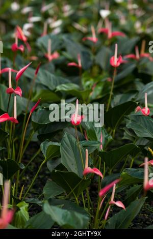 Fleurs d'anthurium ou de flamants roses qui poussent dans une serre de pépinière. Maison ornementale tropicale. Gros plan. Mise au point sélective. Banque D'Images