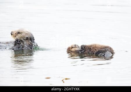 Jeune Pup de loutre de mer flottant libre près de maman Banque D'Images