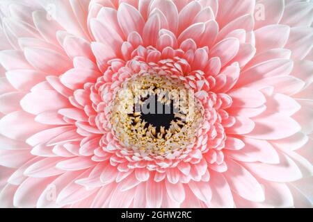 Gros plan d'une fleur de Gerbera rose pâle avec un centre noir Banque D'Images
