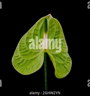 Fleur unique d'un Anthurium vert (Anthurium cristallinum), photographiée sur fond blanc Banque D'Images