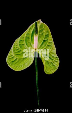 Fleur unique d'un Anthurium vert (Anthurium cristallinum), photographiée sur fond blanc Banque D'Images