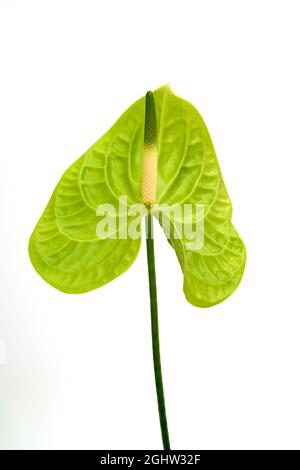 Fleur unique d'un Anthurium vert (Anthurium cristallinum), photographiée sur fond blanc Banque D'Images