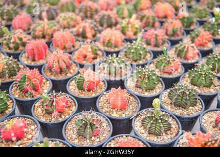 Assortiment de cactus multicolores en serre, Thaïlande Banque D'Images