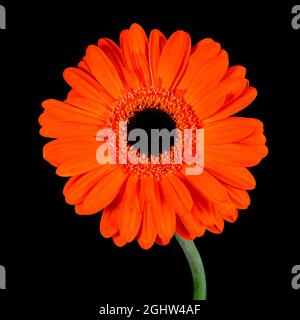 Belle fleur de Gerbera orange, (avec un centre noir), photographiée sur un fond noir Uni Banque D'Images