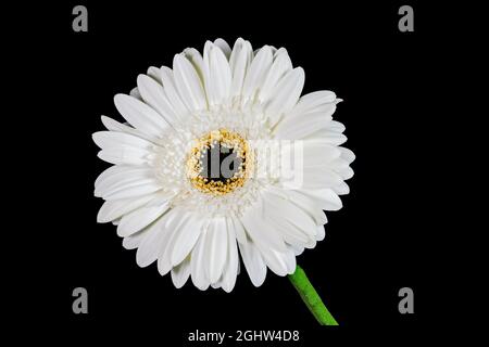 Belle fleur de Gerbera blanc, (avec un centre noir), photographiée sur fond noir Uni Banque D'Images