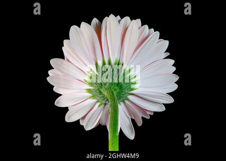 Magnifique fleur rose de Gerbera photographiée sur fond noir Uni Banque D'Images