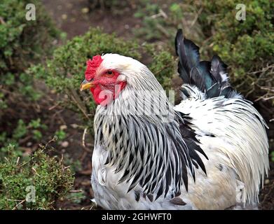 Vue partielle d'un fier coq. Banque D'Images