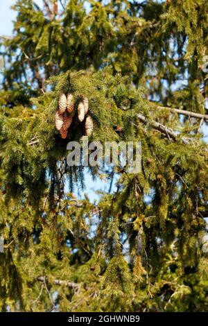 Longs cônes sur les branches d'épinette verte en plein soleil sur un fond de ciel bleu. Image verticale. Banque D'Images