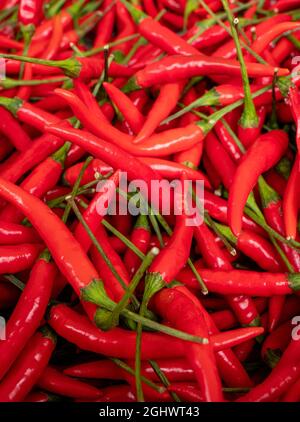 Chilis rouge vif « Birds Eye » en solde au festival du Chili de Waddesdon Manor. Banque D'Images